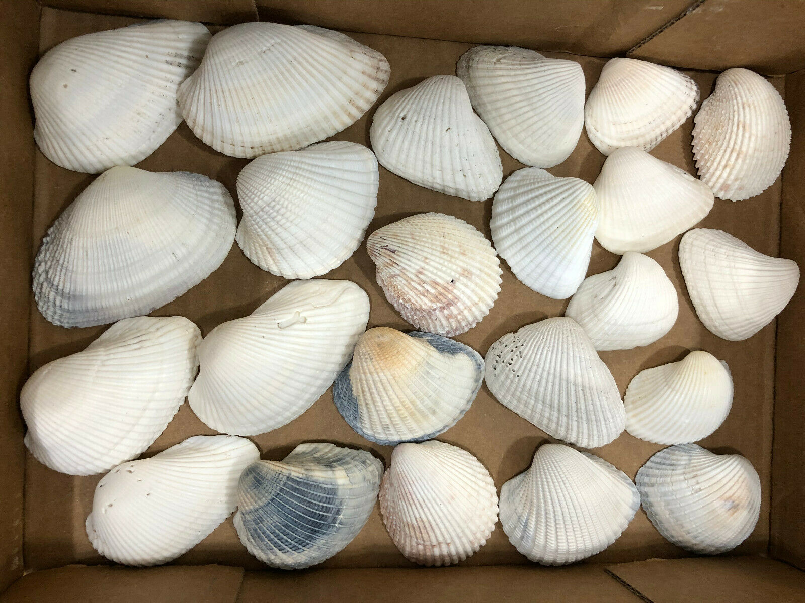 Clam Shells Seashells Collection 23 Pieces 1 Lbs  2''- 3''   # 7
