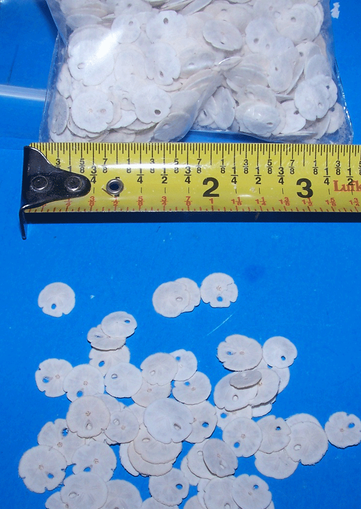 25+ Real Dried Tiny Sand Dollars Sea Shells Crafts Decor 1/8" To 1/2"