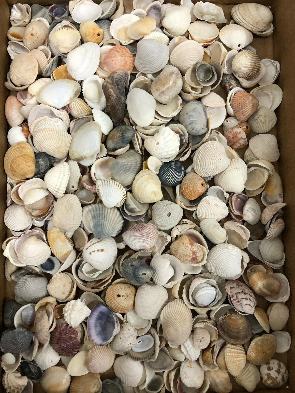 Clam Shells Seashells Collection 2 Lbs 1 Inch And Less # 1