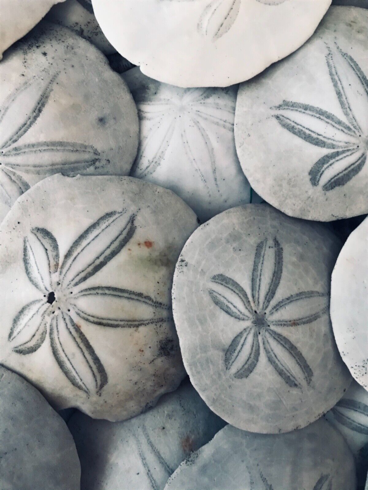 Sand Dollars  3 To 3.5 Inches, Intact And Authentic