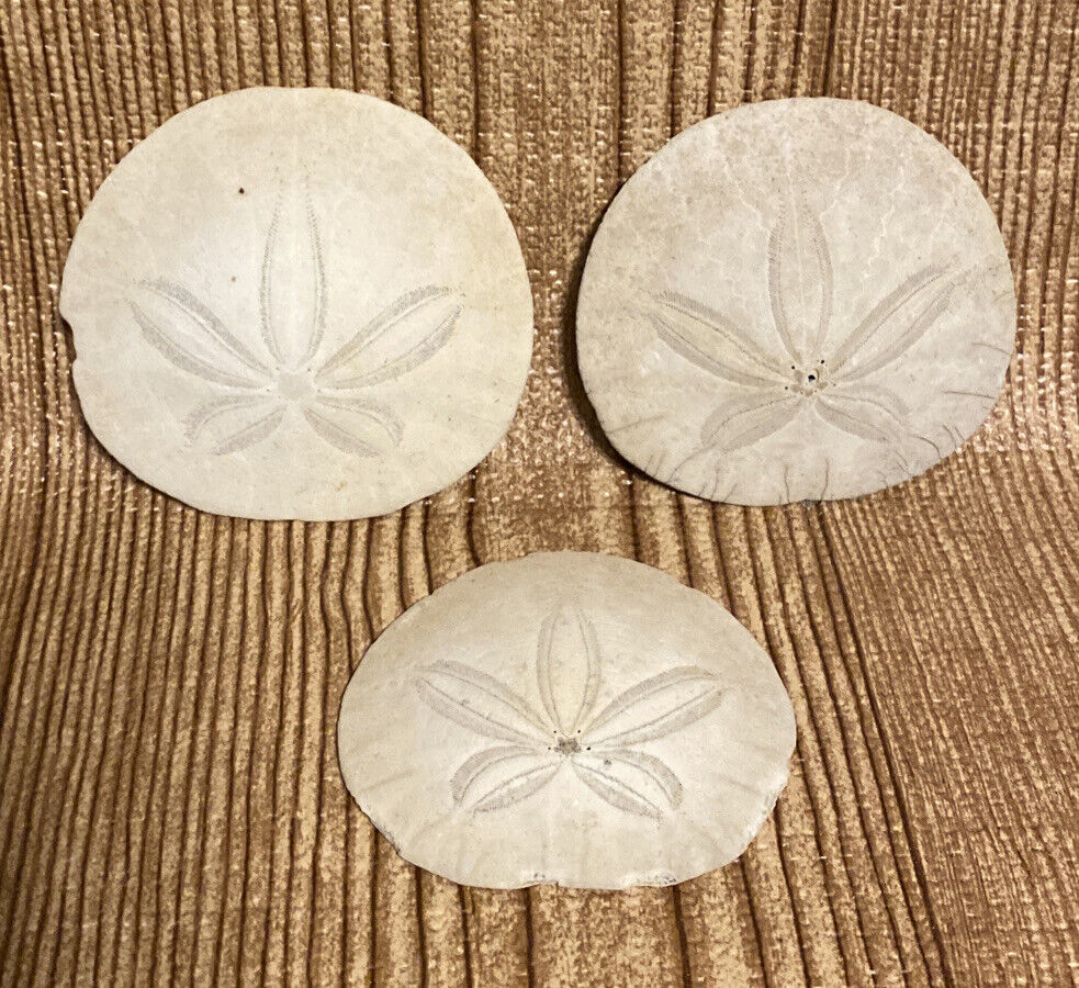 Sea Biscuit Sand Dollar Shell Lot Of 3 - 3 - 3.5 Inches